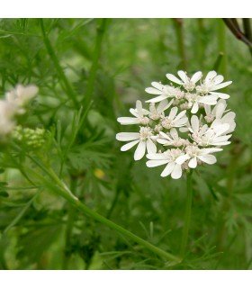 Cilantro Confetti