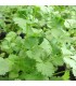 Coriander Slobolt - untreated seeds