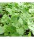 Coriander Slobolt - untreated seeds