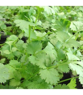 Coriander Slobolt - untreated seeds