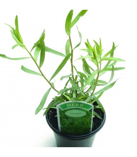 Russian tarragon - untreated seeds