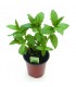 Menta Piperita
