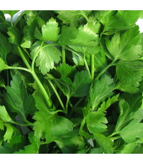 Common Parsley - untreated seeds