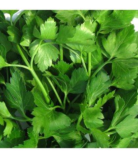 Common Parsley - untreated seeds