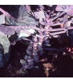 Brussels sprouts Red Ball - untreated seeds