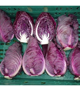 Col F1 Lombarda Roja Picuda