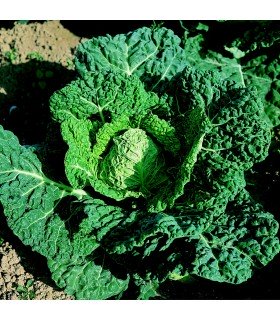 Col Milanesa Vorbote 3 - semillas no tratadas