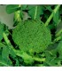 Brocoli F1 Marathon - graines non traitées