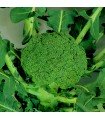 Broccoli F1 Marathon - untreated seeds