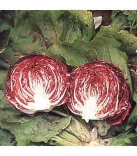Chicory Palla Rossa 3 -untreated seeds