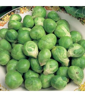 Brussel Sprouts Evesham Special