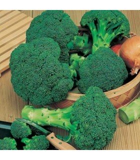 Brocoli Calabrese Waltham - graines non traitées