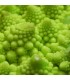 Chou-fleur Romanesco Minaret - graines non traitées