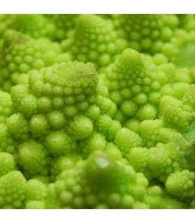 Chou-fleur Romanesco Minaret - graines non traitées
