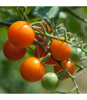 Tomate F1 Sungold -semillas no tratadas