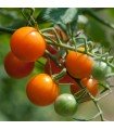 F1 Sungold tomato - untreated seeds