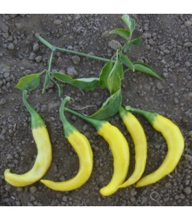 Pimiento Picante Cayena Dorada- semillas no tratadas