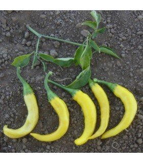 Pimiento Picante Cayena Dorada- semillas no tratadas