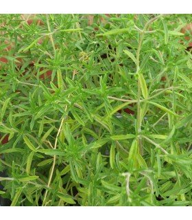 Ajedrea  (Semillas no tratadas)