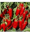 Red Marconi Sweet Pepper - untreated seeds