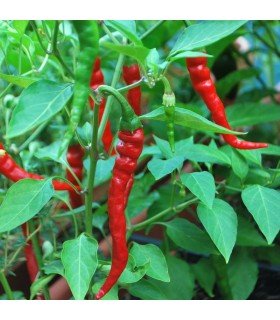 Pimiento Picante Cayena Roja- semillas no tratadas