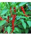 Pimiento Picante Cayena Roja- semillas no tratadas