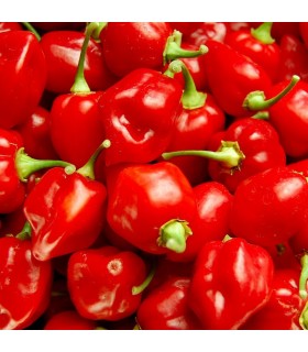 Pimiento Picante Habanero Rojo - semillas no tratadas