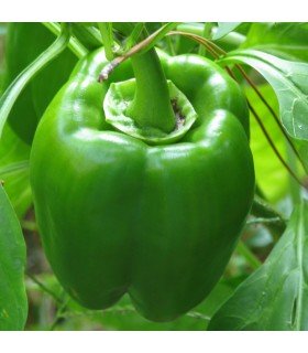 Californian Wonder Sweet Pepper - untreated seeds