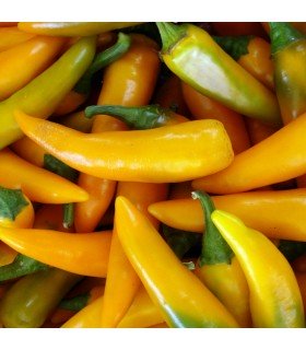 Pimiento Picante Bulgarian Carrot - semillas no tratadas