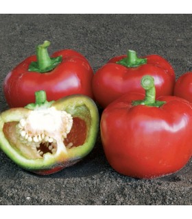Pimiento Dulce F1 Topepo Rosso