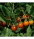 F1 Sungold tomato - untreated seeds