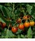 F1 Sungold tomato - untreated seeds