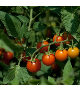 F1 Sungold tomato - untreated seeds