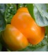 Golden Californian Sweet Pepper- untreated seeds