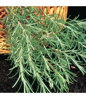 Romero - semillas no tratadas