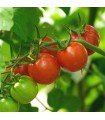 Tomate Gardener's Delight - graines non traitées