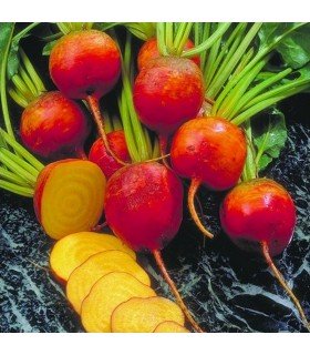 Golden beet - untreated seeds