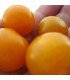 Tomate F1 Sungold -semillas no tratadas