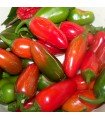Jalapeño Hot Pepper - untreated seeds