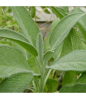 Sage (Untreated seeds)