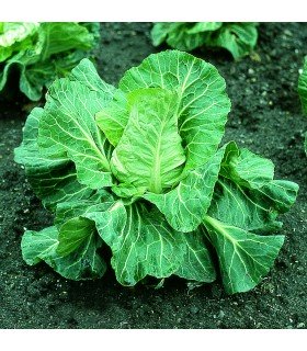 Col Picuda Pixie (Semillas Ecológicas)