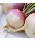 Turnip Purple Top Milan - untreated seeds