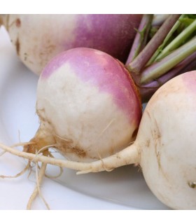 Turnip Purple Top Milan - untreated seeds