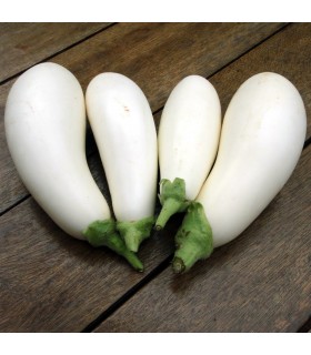 Snowy Eggplant-seeds untreated