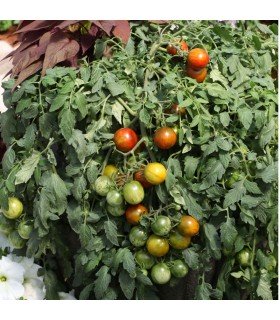 Tomate Tumbling Jester