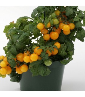 Tomate Sweet & Neat Lemon Sherbert