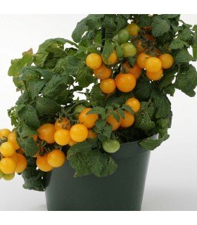 Tomate Sweet & Neat Lemon Sherbert