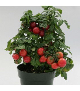 Tomate Sweet & Neat Cherrie Kisses