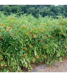 Tomate Sungold F1 - graines non traitées