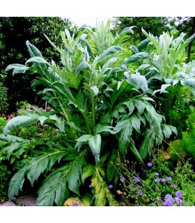 white thistle - untreated seeds